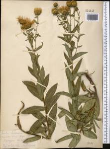 Pentanema salicinum (L.) D.Gut.Larr., Santos-Vicente, Anderb., E.Rico & M.M.Mart.Ort., Средняя Азия и Казахстан, Копетдаг, Бадхыз, Малый и Большой Балхан (M1) (Туркмения)