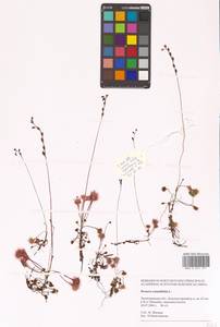 Росянка круглолистная L., Восточная Европа, Северо-Западный район (E2) (Россия)