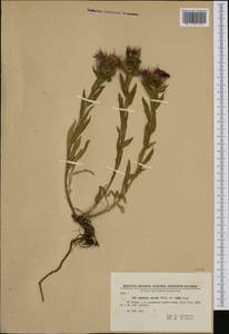 Centaurea nervosa Willd., Западная Европа (EUR) (Болгария)