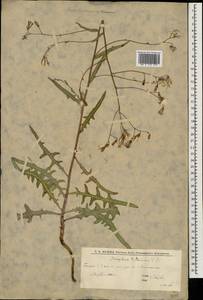 Латук татарский, Молокан татарский (L.) C.A.Mey., Восточная Европа, Нижневолжский район (E9) (Россия)