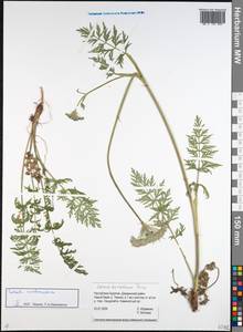 Жабрица скученная (L.) Rchb. fil., Сибирь, Прибайкалье и Забайкалье (S4) (Россия)