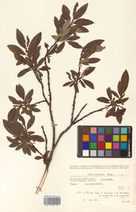 Salix pulchra subsp. pulchra, Сибирь, Чукотка и Камчатка (S7) (Россия)