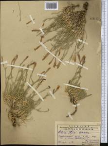 Смолевка, Средняя Азия и Казахстан, Памир и Памиро-Алай (M2) (Узбекистан)