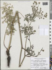 Oreoselinum nigrum Delarbre, Восточная Европа, Центральный лесостепной район (E6) (Россия)