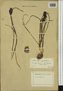 Мышиный гиацинт незамеченный Guss. ex Ten., Западная Европа (EUR) (Швейцария)