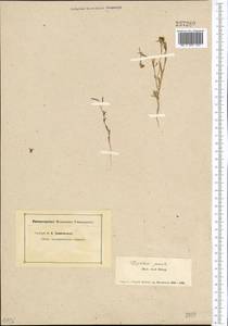 Eutrema parvulum (Schrenk) Al-Shehbaz & S.I. Warwick, Средняя Азия и Казахстан, Муюнкумы, Прибалхашье и Бетпак-Дала (M9) (Казахстан)