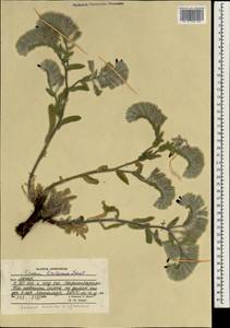Onosma limitaneum I. M. Johnst., Зарубежная Азия (ASIA) (Афганистан)