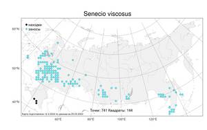 Senecio viscosus, Крестовник клейкий, Крестовник липкий L., Атлас флоры России (FLORUS) (Россия)