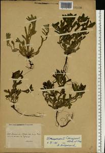 Buglossoides rochelii (Friv.) Stoyanov, Mátis & Sennikov, Восточная Европа, Нижневолжский район (E9) (Россия)