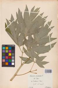 Пион уклоняющийся, Марьин корень L., Восточная Европа, Восточный район (E10) (Россия)