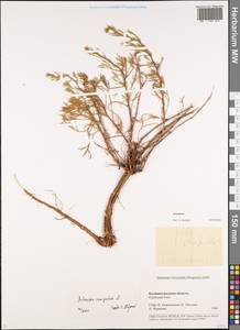 Полынь равнинная, Полынь полевая L., Восточная Европа, Северо-Западный район (E2) (Россия)