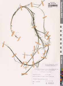 Штукения нитевидная, Рдест нитевидный (Pers.) Börner, Сибирь, Чукотка и Камчатка (S7) (Россия)