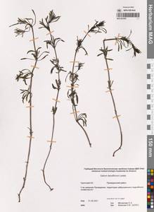 Подмаренник густоцветковый Ledeb., Сибирь, Чукотка и Камчатка (S7) (Россия)