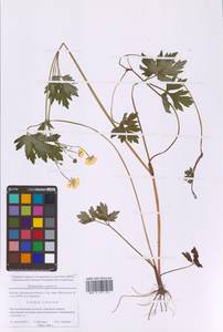 Лютик ползучий L., Восточная Европа, Московская область и Москва (E4a) (Россия)