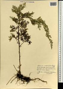 Artemisia gmelinii var. messerschmidiana (Besser) Poljakov, Монголия (MONG) (Монголия)