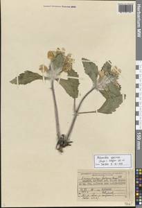 Зопничек красивый (Rupr.) Adylov, Kamelin & Makhm., Средняя Азия и Казахстан, Памир и Памиро-Алай (M2) (Киргизия)