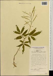 Сердечник пятилистный (M.Bieb.) Schmalh., Кавказ, Ставропольский край, Карачаево-Черкесия, Кабардино-Балкария (K1b) (Россия)