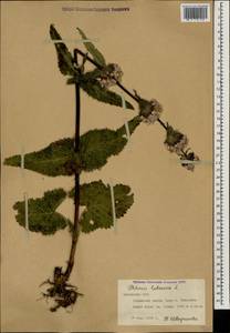 Зопничек клубненосный (L.) Moench, Кавказ, Армения (K5) (Армения)