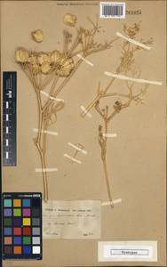 Prangos tuberculata Boiss. & Hausskn., Зарубежная Азия (ASIA) (Иран)