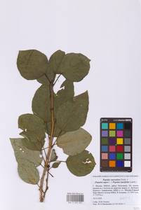 Тополь душистый Fisch., Восточная Европа, Московская область и Москва (E4a) (Россия)