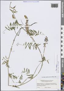 Горошек мышиный L., Сибирь, Прибайкалье и Забайкалье (S4) (Россия)