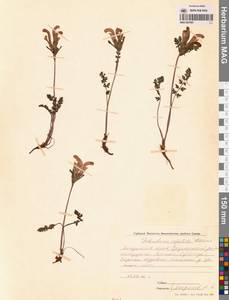 Мытник головчатый Adams, Сибирь, Чукотка и Камчатка (S7) (Россия)