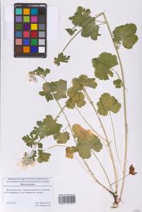 Просвирник мускусный L., Восточная Европа, Московская область и Москва (E4a) (Россия)