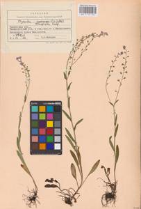 MHA 0 153 468, Myosotis alpestris subsp. suaveolens (Waldst. & Kit. ex Willd.) Strid, Восточная Европа, Центральный лесостепной район (E6) (Россия)