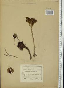 Jovibarba globifera subsp. globifera, Восточная Европа, Московская область и Москва (E4a) (Россия)