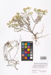 Odontarrhena tortuosa subsp. tortuosa, Восточная Европа, Восточный район (E10) (Россия)