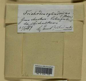 Trichodon cylindricus (Hedw.) Schimp., Гербарий мохообразных, Мхи - Москва и Московская область (B6a) (Россия)