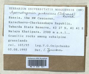 Metzgeria pubescens (Schrank) Raddi, Гербарий мохообразных, Мхи - Северный Кавказ и Предкавказье (B12) (Россия)
