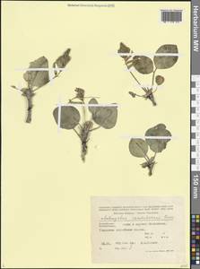 Astragalus supervisus (Kuntze) E.Sheld., Кавказ, Азербайджан (K6) (Азербайджан)