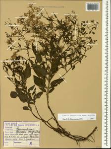 Ломонос чинолистный Besser ex Rchb., Кавказ, Краснодарский край и Адыгея (K1a) (Россия)