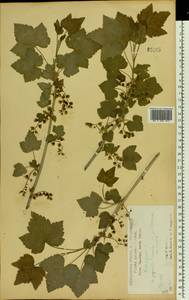 Смородина черная L., Восточная Европа, Центральный лесостепной район (E6) (Россия)