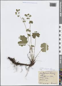 Манжетка отклоненно-волосистая Juz., Сибирь, Алтай и Саяны (S2) (Россия)