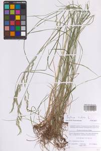 Овсяница красная L., Восточная Европа, Московская область и Москва (E4a) (Россия)