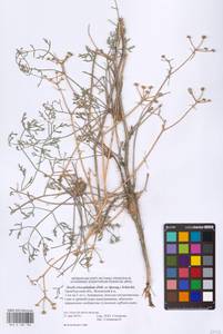 Жабрица пушистоголовая (Pall. ex Spreng.) Schischk., Восточная Европа, Восточный район (E10) (Россия)