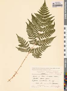 Щитовник распростертый (C.Presl) Fraser-Jenk. & Jermy, Сибирь, Чукотка и Камчатка (S7) (Россия)