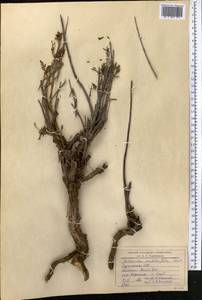 Artemisia stechmanniana Besser, Средняя Азия и Казахстан, Копетдаг, Бадхыз, Малый и Большой Балхан (M1) (Туркмения)