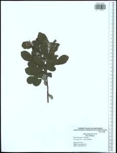 Ива Штарке, Ива приземистая Willd., Восточная Европа, Центральный район (E4) (Россия)
