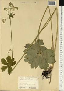 Астранция большая L., Восточная Европа, Западно-Украинский район (E13) (Украина)