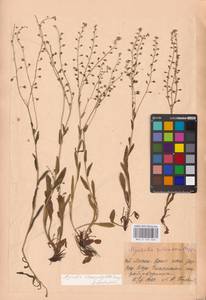 MHA 0 153 463, Myosotis alpestris subsp. suaveolens (Waldst. & Kit. ex Willd.) Strid, Восточная Европа, Восточный район (E10) (Россия)