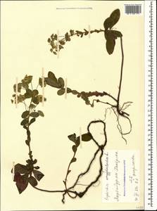 Молочай миндалевидный L., Кавказ, Азербайджан (K6) (Азербайджан)