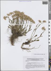 Ринактинидия кермеколистная (Less.) Novopokr. ex Botsch., Средняя Азия и Казахстан, Памир и Памиро-Алай (M2) (Киргизия)