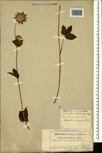 Астранция большая Pall., Кавказ, Северная Осетия, Ингушетия и Чечня (K1c) (Россия)