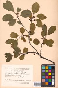 Крушина ломкая, Крушина ольховидная Mill., Восточная Европа, Московская область и Москва (E4a) (Россия)