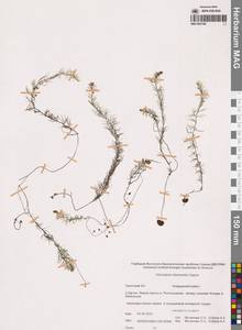 Пузырчатка средняя  Hayne, Сибирь, Чукотка и Камчатка (S7) (Россия)