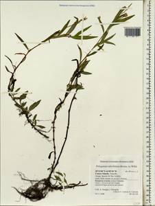 Горец иволистный (Brouss. ex Willd.) Assenov, Африка (AFR) (Испания)