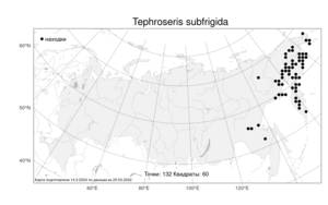 Tephroseris subfrigida, Пепельник почтихолодный (Kom.) Holub, Атлас флоры России (FLORUS) (Россия)